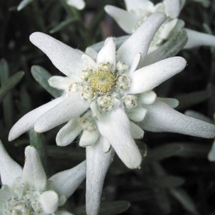 Actif naturel Edelweiss